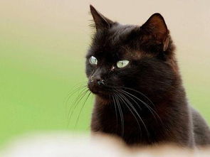 做梦梦见黑猫是什么意思 周公解梦 