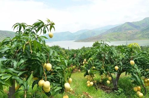 芒果树修剪三大忌(芒果树修剪的作用、方法和注意要点)