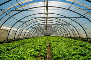 现在建造一个蔬菜温室大棚大概需要多少钱 消毒技术有哪些