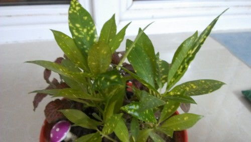 红边椒草开花吗,这种植物叫什么名字。长得太高了，都歪了。应该怎么修剪？