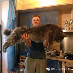 缅因猫,由一小点长到一大头的温柔长毛巨喵