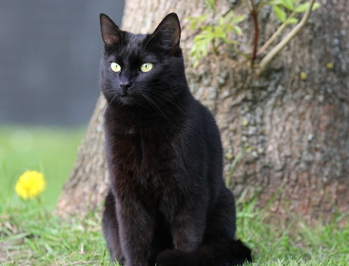 老一辈常说 人死后不能让黑猫靠近,此话并非迷信,存在一定依据