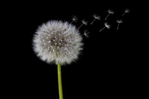 中药又立功 蒲公英可杀死98 癌细胞 消结节 此文为你揭开真相