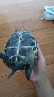 我家的大乌龟壳上掉皮是怎么回事 