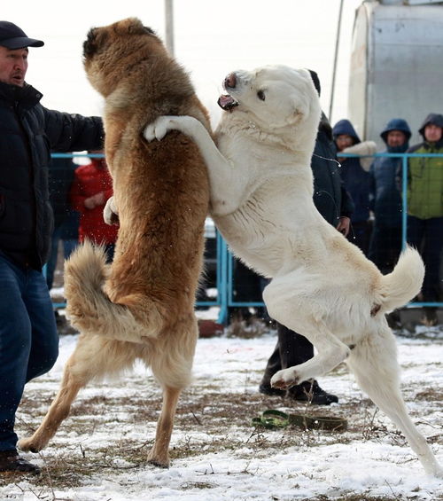 吉尔吉斯斯坦残酷斗狗比赛 决出 育种冠军 