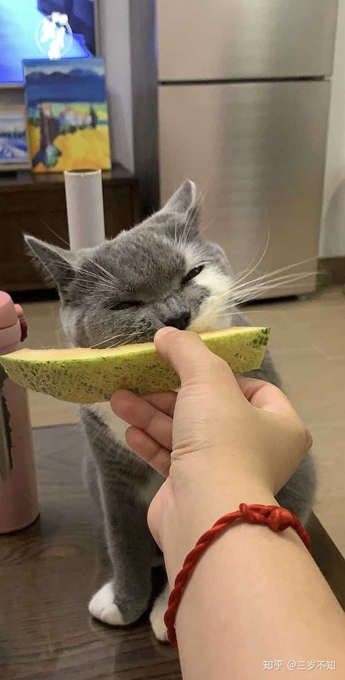 猫可以吃哈密瓜吗 