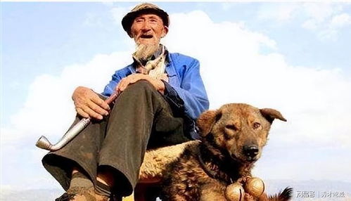 参演93年电影 老人与狗 ,拍完后狗被处死,无辜的是狗而不是人