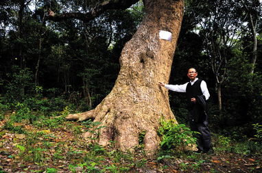 陆丰400年古樟树 演绎天然历史画卷 