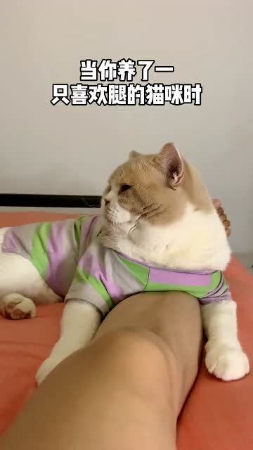 我的猫咪真的太喜欢我的腿了,每天无聊的时候都会抱着我腿玩 