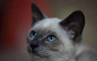 蓝猫的眼睛颜色等级,为什么有些蓝猫眼睛是绿色的？