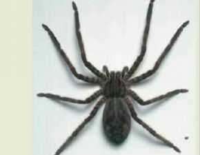 家里墙上大黑蜘蛛有毒吗 