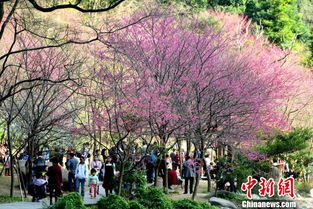 福州樱花浪漫 游客踏青走起 