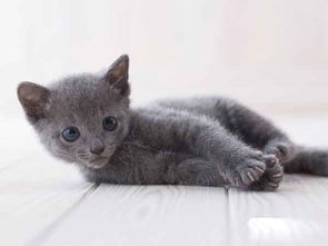 俄罗斯蓝猫多少钱一只（俄罗斯猫的品种有哪些）