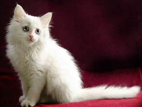 波斯猫的寿命一般有多长