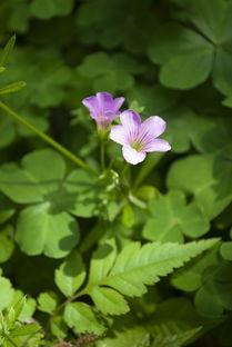 花花草草