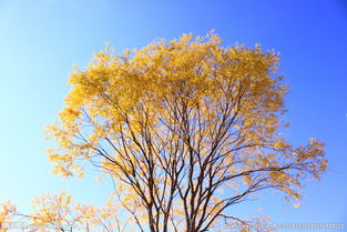 关于秋天柳树诗句