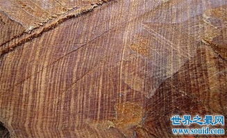 世界上最贵的十种木材,降龙木价值远超黄金 