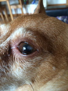 我家狗狗三个月前眼睛长了一个小白点,最近有扩大的情况,小白点像是一层薄膜,这是白内障初期吗 