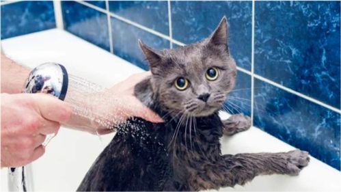 猫咪频繁洗澡的危害