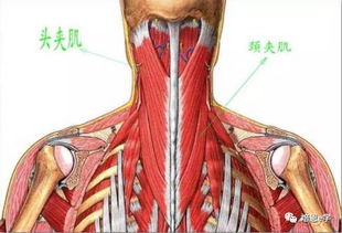 颈源性头痛相关肌肉分析汇总