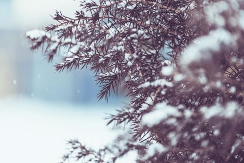 今日霜降,树树皆秋色,山山唯落晖