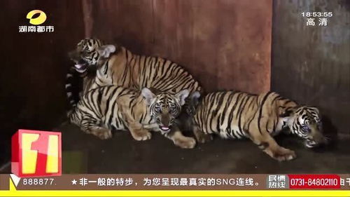 长沙生态动物园 4胞胎华南虎宝宝亮相 取名寓意 幸福星城 