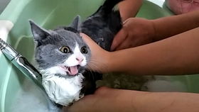 特殊时期怎么在家给猫咪洗澡