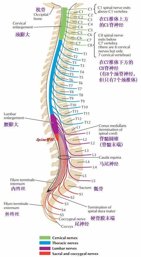 脊髓节段支配口诀图片