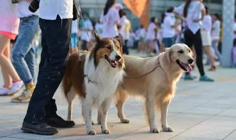 家里养狗的南京人注意了 不文明行为要 上规矩 了