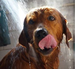 养狗贴士 一招教你狗狗不怕吹风机爱上洗澡 