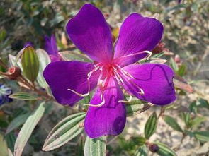 紫色兰花是什么品种,紫香兰的优缺点？