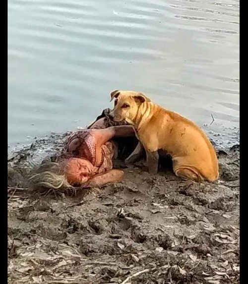老太太在河边摔倒昏迷了,两只流浪狗担心她有危险,一直守在身边