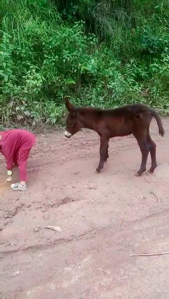 驴 我顶不顶 