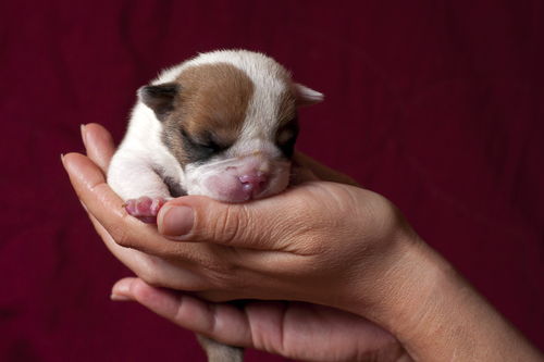 刚出生一个星期的幼犬如何饲养,这5个喂养知识主人需要掌握