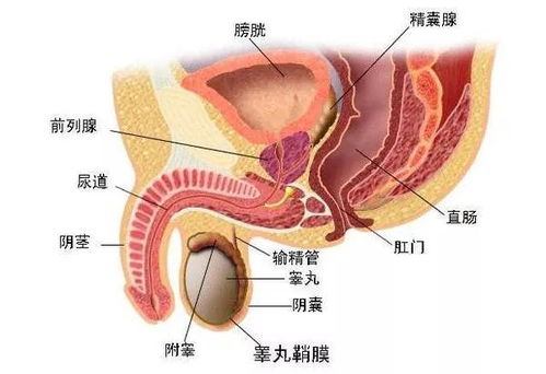 在早上到来之前要紧紧抱着我 alpha的生殖腔萎缩