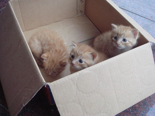 三只小奶猫求领养 