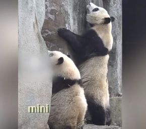 熊猫花花为什么这么受欢迎
