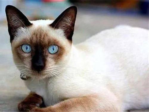猫咪的颜色是固定的吗 气温 营养不良等原因都会导致其毛发变色