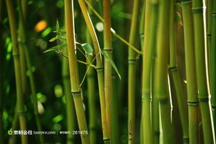 端午节广告元素 绿色植物竹子摄影背景桌面 堆糖,美好生活研究所 