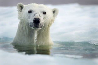 洁白世界 水中游泳北极熊萌照 
