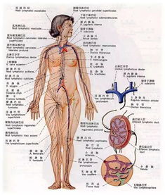 全身淋巴的专业知识