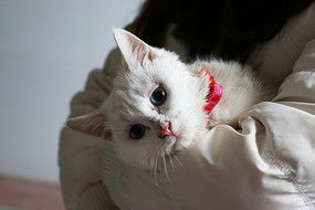 可爱的白猫原创图片 可爱的白猫正版素材 红动中国 