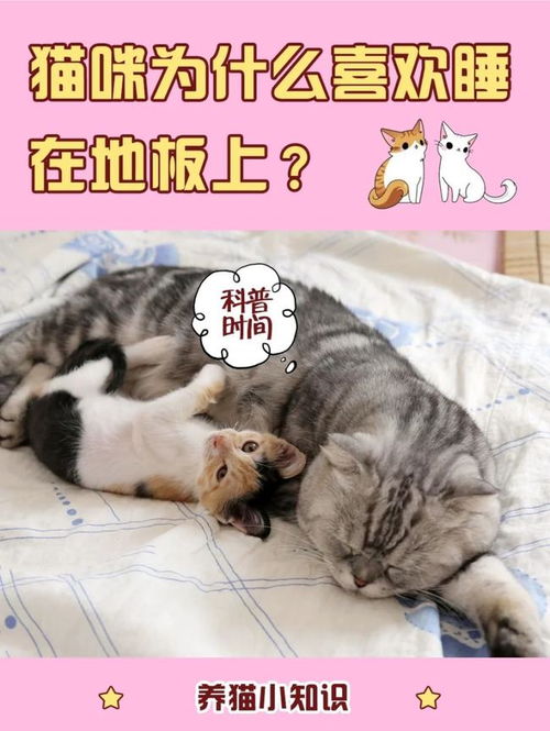 猫主子为什么总喜欢睡地板上