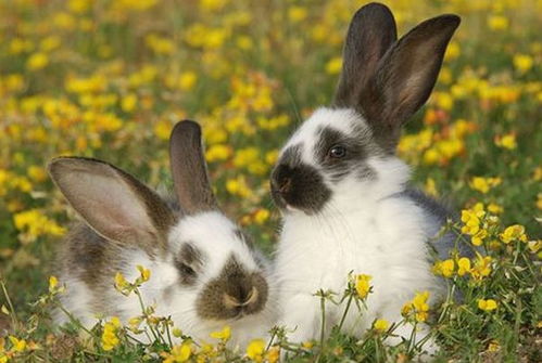 生肖兔值得珍惜的两个人 一个助你步步高升,一个携手共度余生