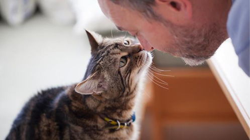 如何与家里的猫建立牢固的关系