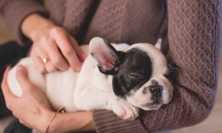 狗狗睡觉会做梦吗 梦境多与主人有关,睡眠好坏反应身体健康状况