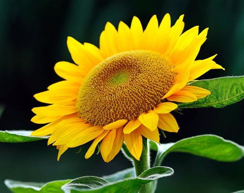 向日葵好养活吗,向阳花好种吗？