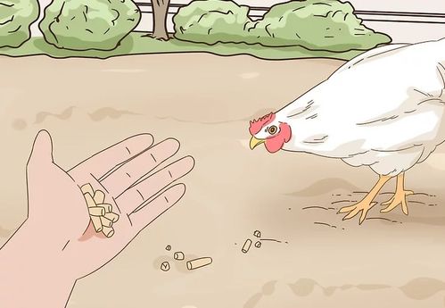 养鸡技术 白羽鸡的饲养管理与注事意项 系列文章 四