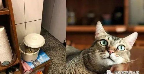 猫奴半夜煮便当,丢垃圾时,突然看到垃圾桶里有一张猫脸