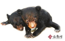 Two baby bears saved in Yunnan after slaughter of their mom 